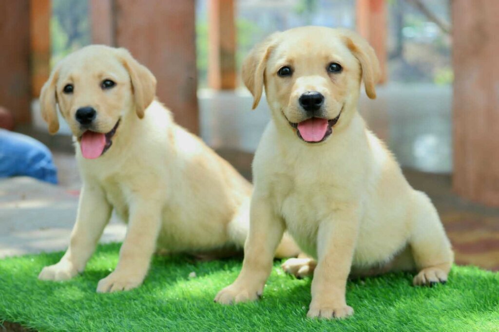 Rescue dogs from being euthanized at local shelter