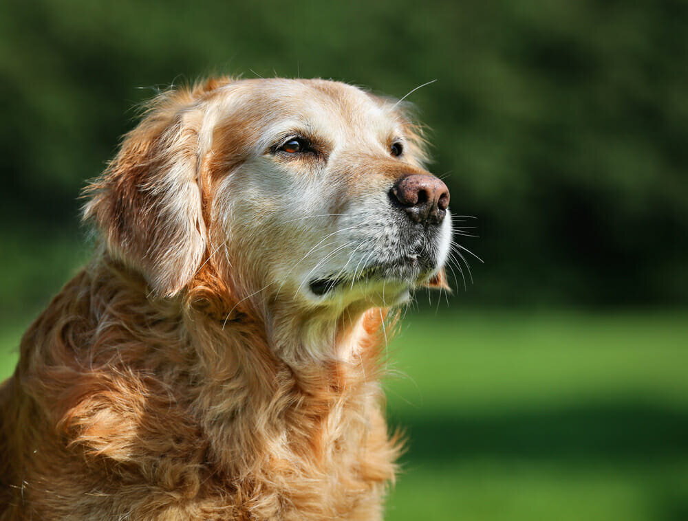 Rescue dogs from being euthanized at local shelter