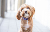 Rescue dogs from being euthanized at local shelter