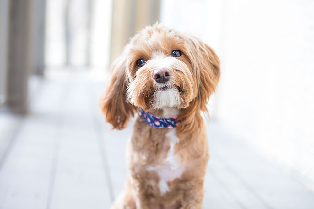 Rescue dogs from being euthanized at local shelter
