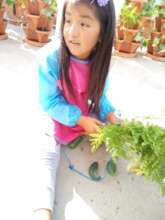 Student organizing her harvests