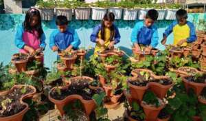 Students planting lettuce starter plants
