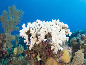 Photo by Michael Webster