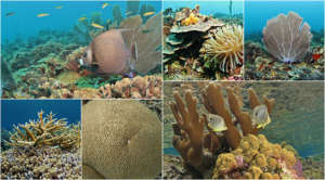 Reefs in Tela and Roatan, Honduras