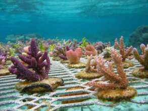 Photo by The Smithsonian