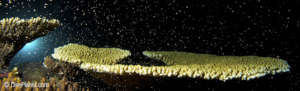 Coral spawning, Great Barrier Reef, Queensland