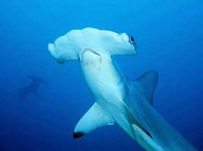 A beautiful--and now protected--hammerhead shark