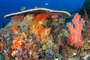 Healthy Reef, Indonesia. Michael Webster, CORAL