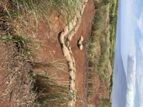 Stream gulch restoration in Wahikuli P:CORAL Staff
