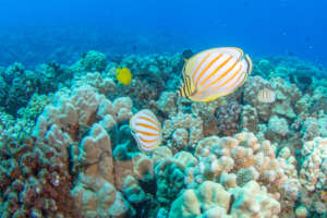 Coral reefs need clean water (P: Michael Webster)
