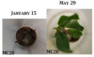 Mangrove growth comparison