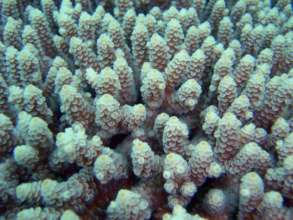 Photo by David Burdick, NOAA