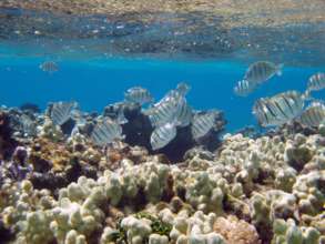 Photo by Claire Fackler, NOAA
