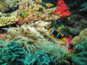 Coral Reef, Namena