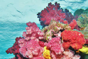 Fiji's beautiful Namena Marine Reserve