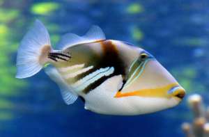 Hawaiian triggerfish