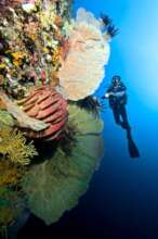 Photo by Tobias Zimmer