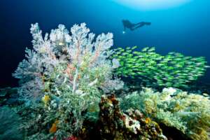 Photo by Tobias Zimmer