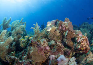 Photo by Michael Webster