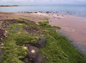 Algae and sediment pollution near reef beach, Maui