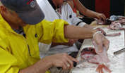 Preparing lionfish for eating