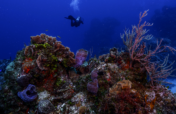 Saving the World's Coral Reefs