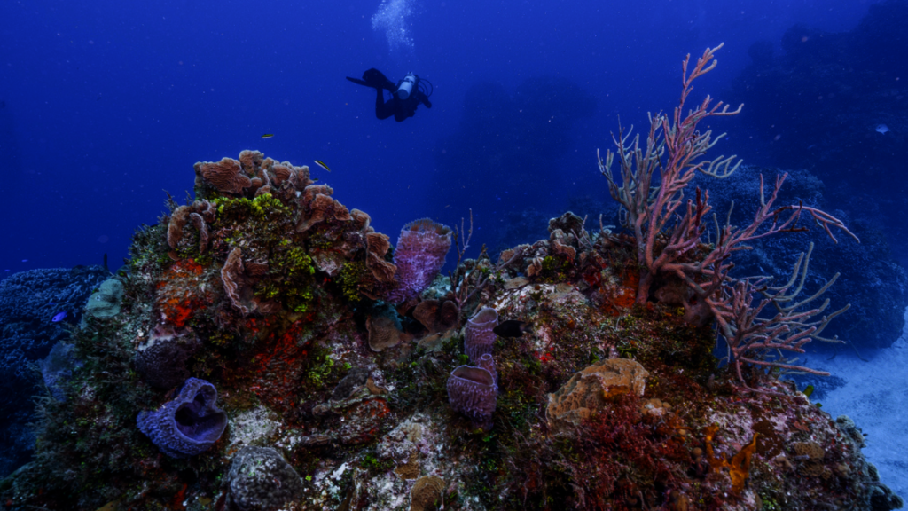 Saving the World's Coral Reefs