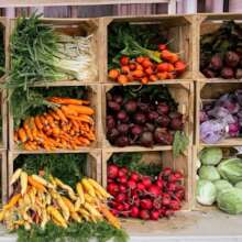 Basic Vegetables grown in a school garden