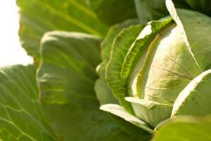 Cabage is an easy to grow staple food feeding many