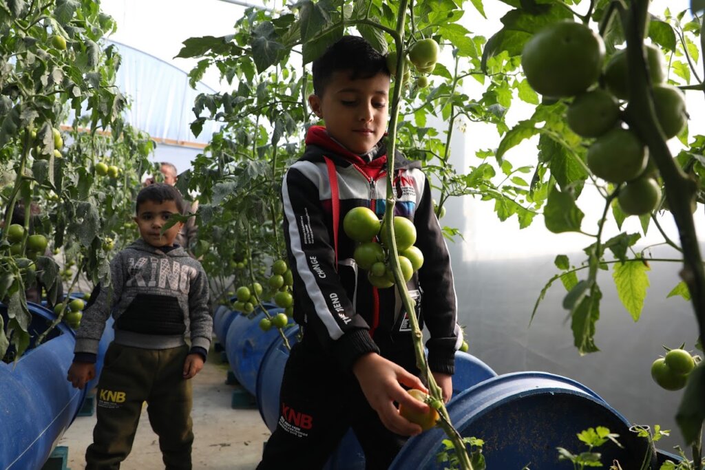 Build Rooftop Gardens for Palestinian Families