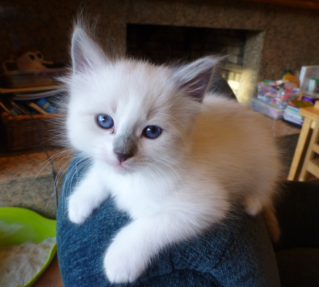 Celebrate one of man's most common and ancient pet