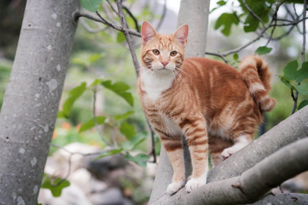 Celebrate one of man's most common and ancient pet