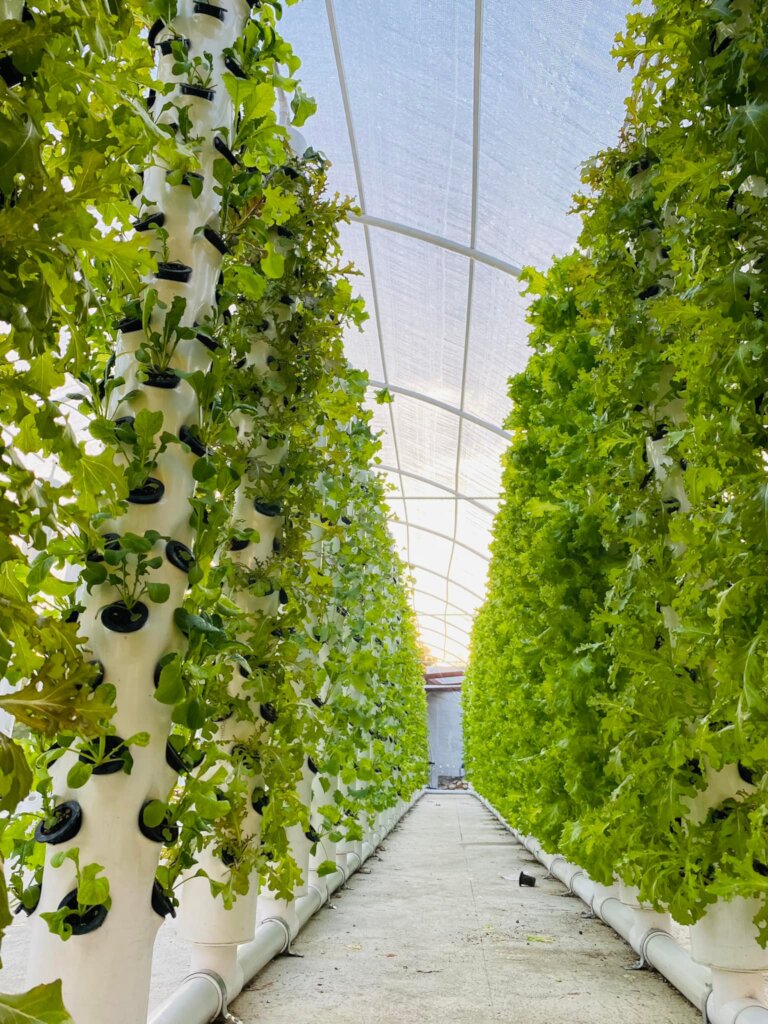 Regenerative Farming in Punta Cana