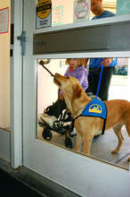 Assistance dog pulling a door open