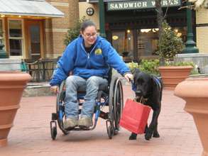 Assistance dog pulling a wheelchair