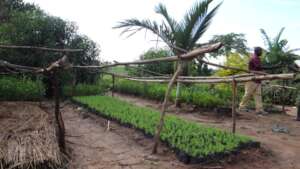 A NASARY BED OF 1500 JACK TREESEEDLINGS