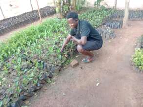 JUCKFRUIT TREE SEEDLINGS READY FOR DISTRIBUTION