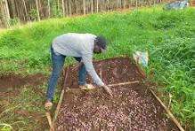 RAISING A NURSARY TREE BEED