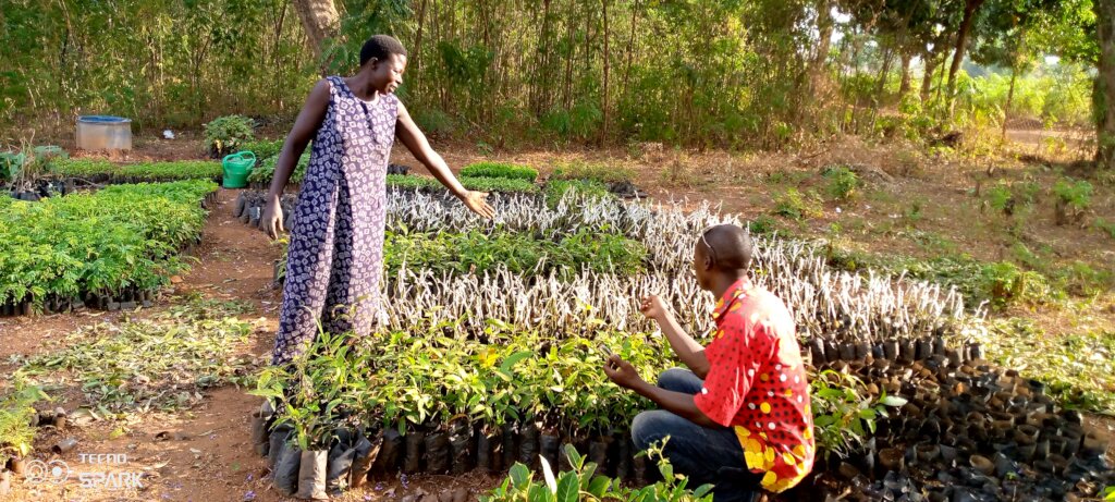 HELP 800 FARMERS PLANT 50000 FRUIT TREES IN UGANDA