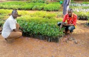 HELP 800 FARMERS PLANT 50000 FRUIT TREES IN UGANDA