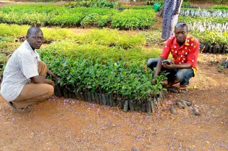 HELP 800 FARMERS PLANT 50000 FRUIT TREES IN UGANDA