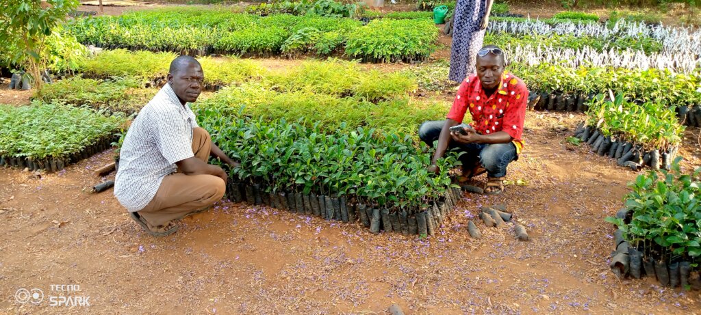 HELP 800 FARMERS PLANT 50000 FRUIT TREES IN UGANDA