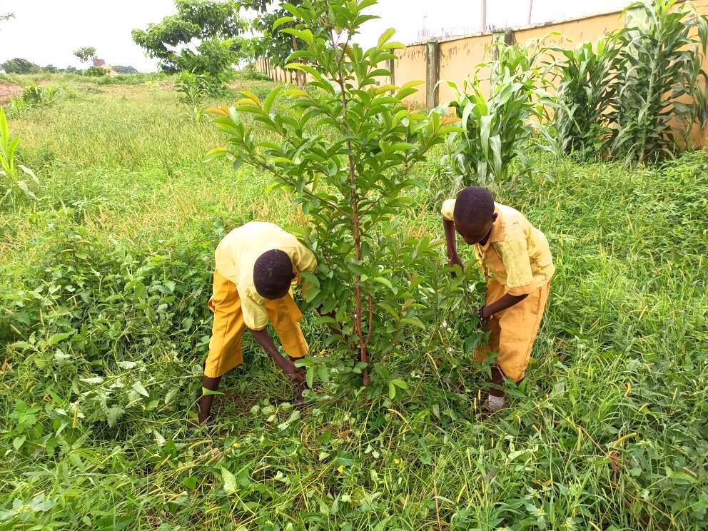 Plant fruit trees and raise happy healthy children