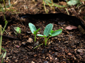 A tender luffa sprout emerges from the earth.