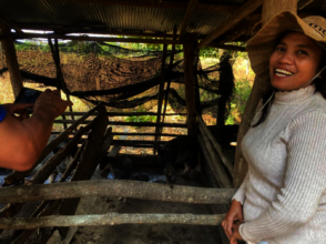 Naem Vuong's family raises pigs