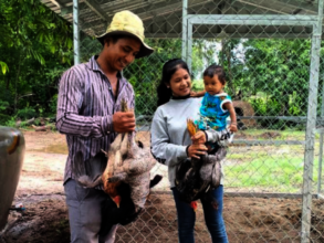 An agricultural worker distributes chickens