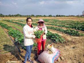 organic vegetables grown in a model farm