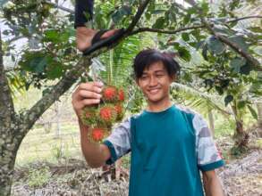 Harvesting Rambutan