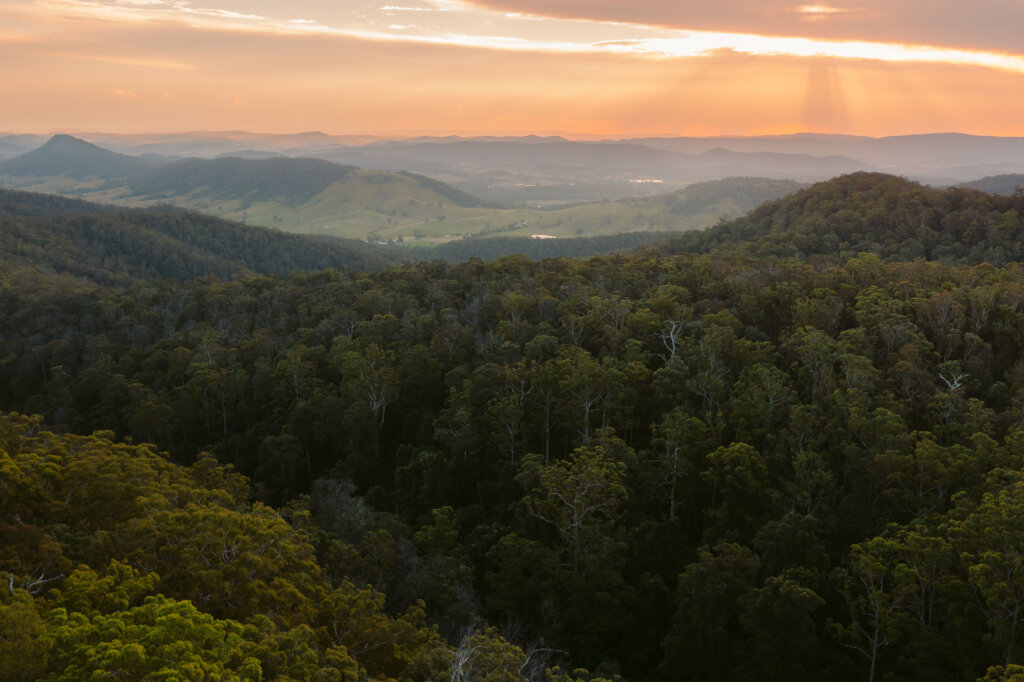 Support the endangered Koala