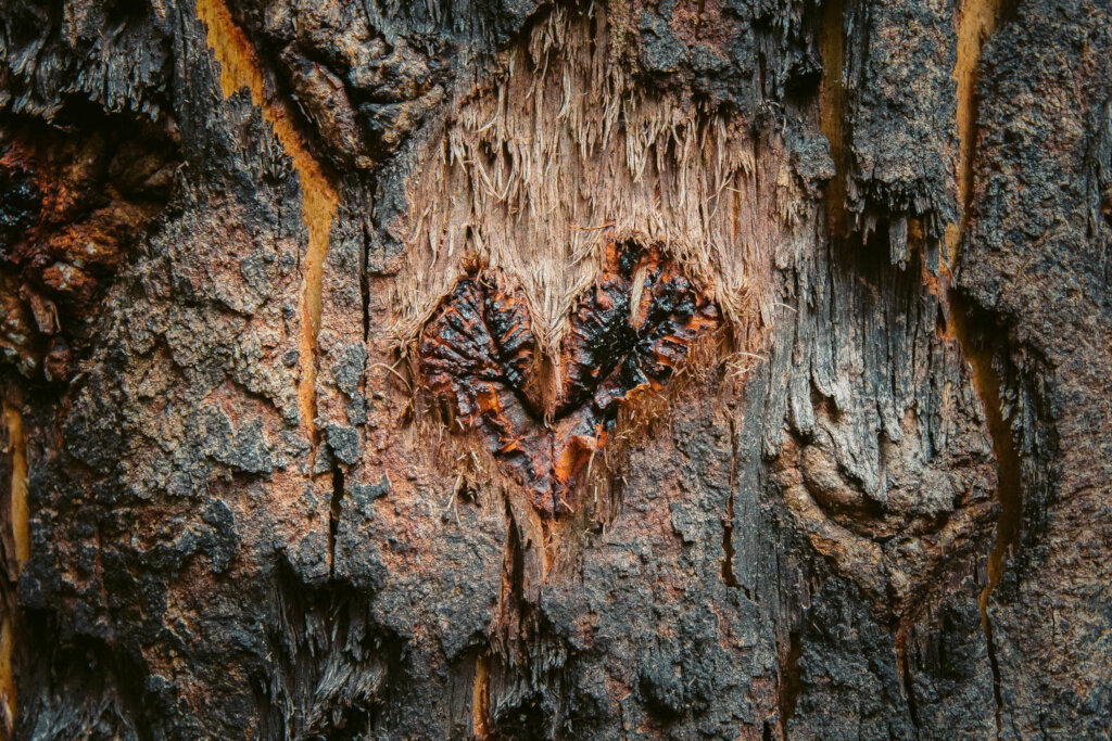 Support the endangered Koala